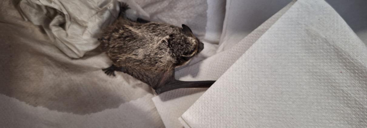 Klinik Floridsdorf, gerettete Fledermaus, Totale