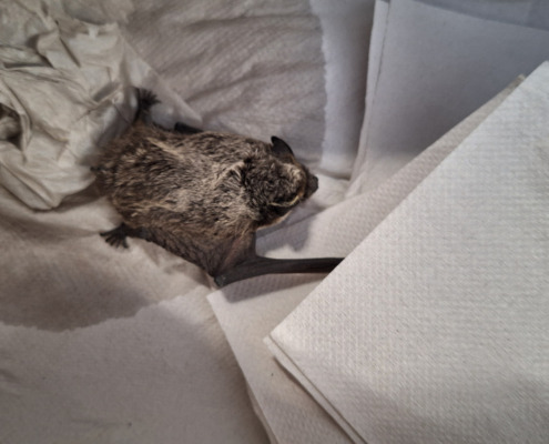 Klinik Floridsdorf, gerettete Fledermaus, Totale