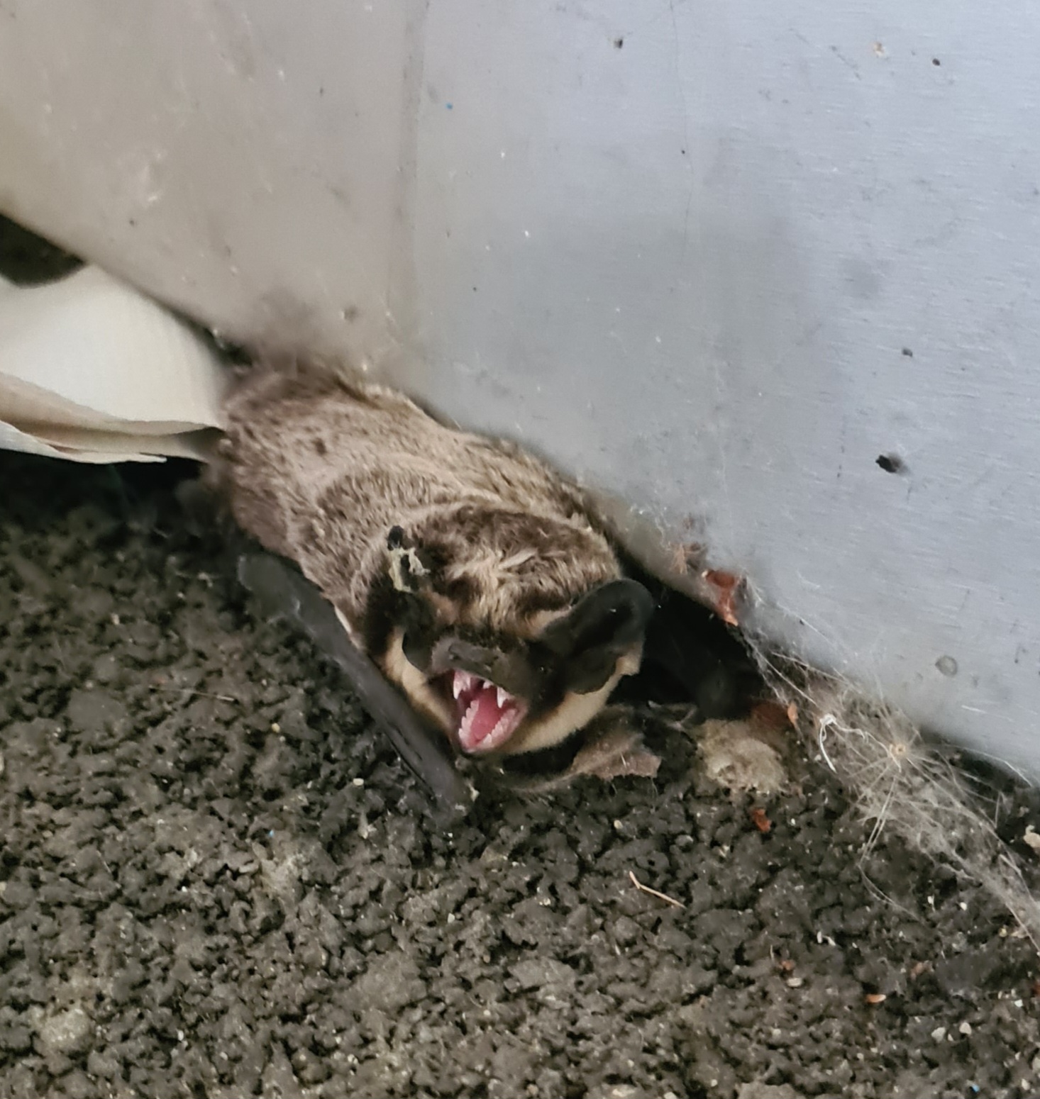 Klinik Floridsdorf, gerettete Fledermaus, Close UP